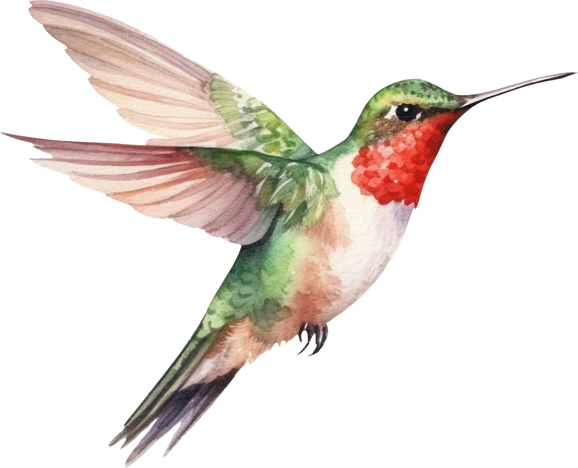 Bird hummingbird Watercolor Illustration